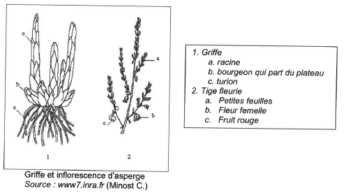 Griffes et inflorescence d'asperge